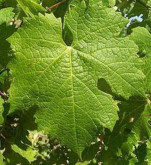 Carmenere : the signature of the new generation The MILHADE Family is today one of the biggest