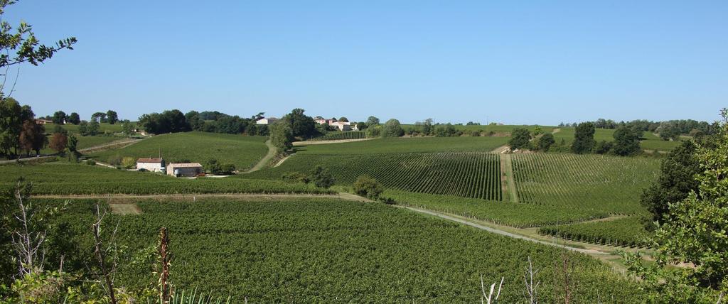 A unique «Terroir» Family owned estate since 1996 24 hectares on the clay limestone