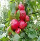 0% From the Perry Pear trees of one orchard in Ross, a blend of Thorn,