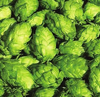 THE FOUR INGREDIENTS CONTINUED... 3 HOPS As early as the 8th and 9th centuries, hops have been used to bring two things to beer: bitterness (perceived by taste) and hoppiness (perceived by aroma).