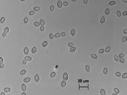 Non-Saccharomyces yeast > 40 yeast species