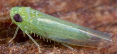 The Leafhoppers do not overwinter in