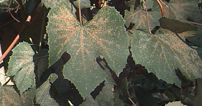 Leafhopper damage During an infestation:
