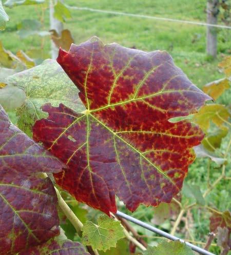 Grape leafroll virus