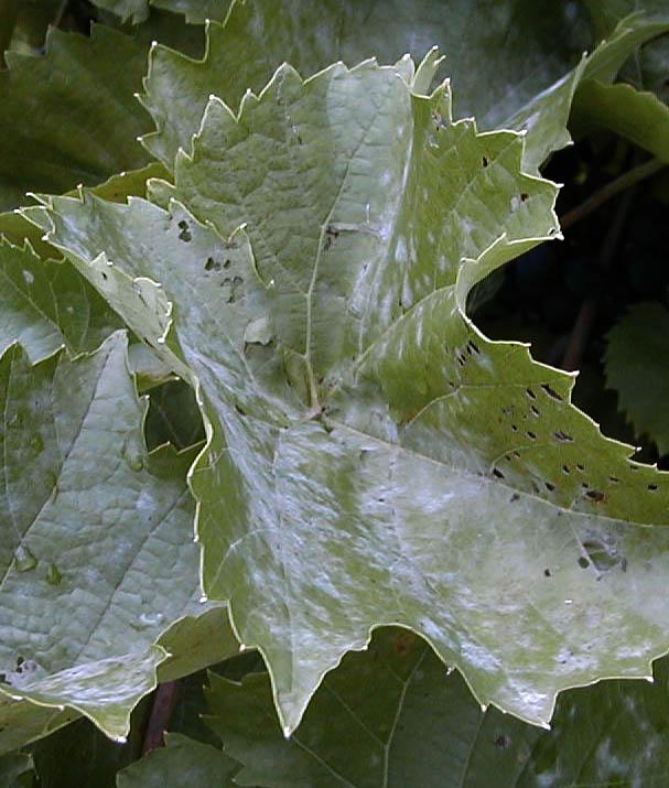 Powdery Mildew On leaves: Looks like