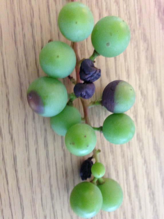 Overwinters in mummy berries on vineyard floor Primary spores emerge from 6 shoot until