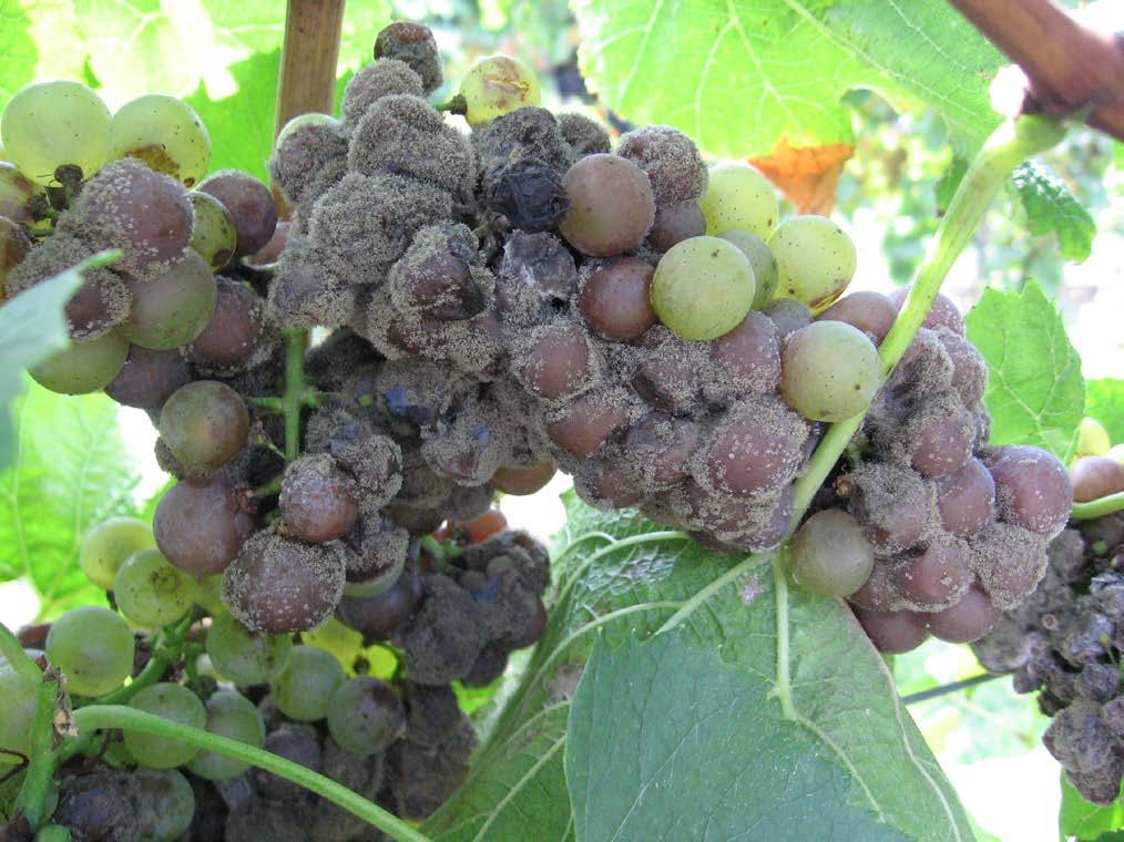 Botrytis Fruit Rot On fruit only Primary inoculum is ubiquitous