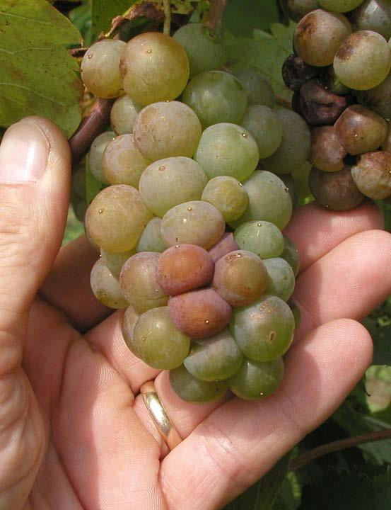 Botrytis Fruit Rot Risk factors: tight-clustered varieties wet clusters after