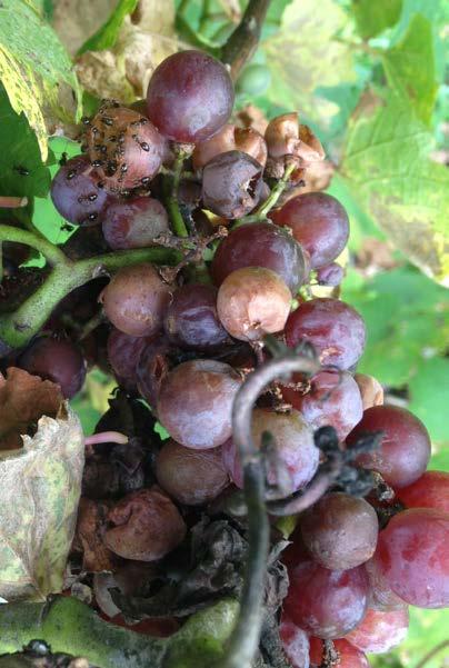 Botrytis Fruit Rot Most