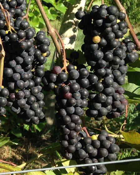 Botrytis Most Fruit resistant Rot varieties: juice grapes: Concord and