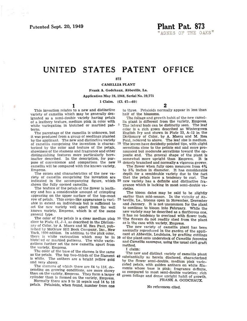 Patented Sept. 20, 1949 Plant Pat. 873 "AGNES OF THE OAKS" UNITED STATES PATENT OFFICE 1 Claim.