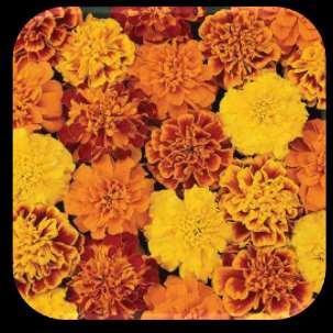 Bonanza Mix Up Marigolds Tagetes patula Marigolds are known for their pungent scent and bright orange blooms. This variety is a tricolor and blooms.