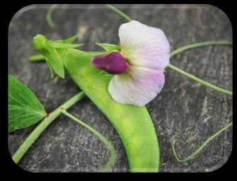 Dwarf Grey Sugar Pea Pisum sativum The pods have a sweet, crisp texture and have a variety of uses. This plant produces early and the pods are quick to mature.