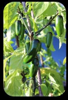 Jalapeño Pepper Capsicum WEAR GLOVES WHEN HANDLING SEEDS AND FRUIT Jalapeno plants produce spicy peppers about 3 inches long. The peppers should be harvested when bright green.