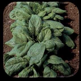 Olympia Spinach Spinacia oleracea Image from Jung website Spinach is considered a nutritious smooth and mild taste. This is not as heat resistant as the American variety but grows quicker.