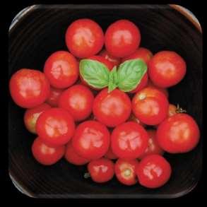 Glacier Tomato Lycopersicon Image from High Mowing Seeds website This very early tomato variety produces attractive orangey-red 2 inch tomatoes. Perfect for salads or fresh eating.