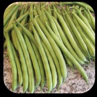 Provider Beans Phaseolus vulgaris Provider beans are a very desirable variety that is disease resistant. This tasty bean is one of the best for freezing and canning. Produces in 48-55 days.