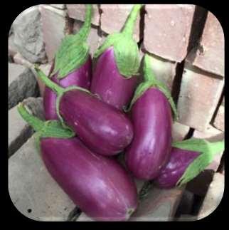 Rosita Eggplant Solanum melongena This variety of eggplant was originally developed by the Puerto Rico Agricultural Station in for home gardens with tender skin, white flesh and a sweet and mild
