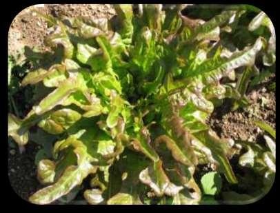 Bronze Arrowhead Lettuce Asteraceae shade. Image from Fedco Seeds website This plant is bright green with bronze colored leaves. This variety is considered one of the best loose leaf lettuces.