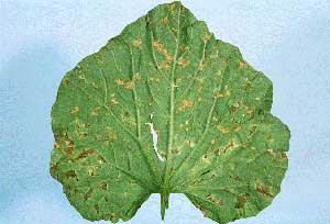 (often times confused with GSB, Anthracnose)
