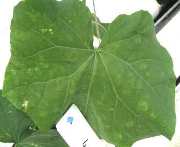 CGMMV Intro Several strains of exist. Older leaves silver leaf flecks Distribution appears worldwide although thought to originate in Asia (i.e. India, Japan, Korea).