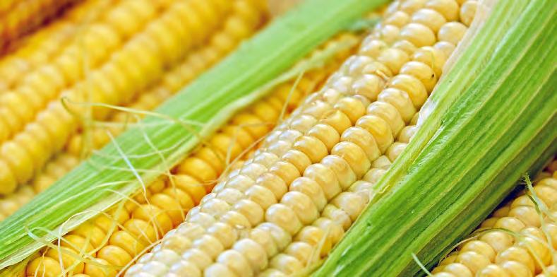SUMMER VEGETABLES CORN Select: Fully ripe corn has bright green, moist husks. The silk should be stiff, dark, and moist.