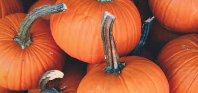 Both pie pumpkins and jack o lantern pumpkins should not have soft mushy spots. Look for deep colored rind and hard stems. Minor surface blemishes do not matter. Store: Place in a cool dry place.