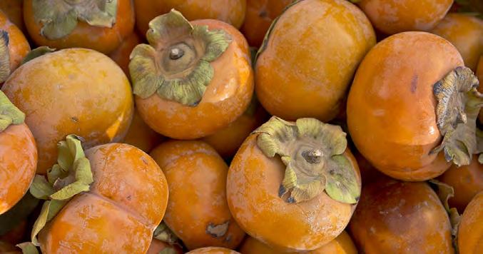 Fuyu persimmons are crisp and crunchy like an apple when ripe, and have a short, squat shape.