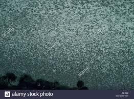 Brief History of Entomophagy Locust swarm: 198,000 square miles 27.