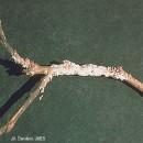 Cut off and burn any infested twigs early in the season.