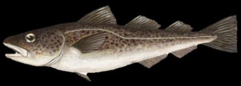 Pacific cod meat is softer and with a finer flake than that of the Atlantic cod.