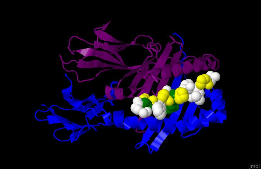 Gliadin in HLA Blue/Purple Cartoon Form α/β chains of DQ2 Spacefill LQPFPQPELPY Proline in Yellow, Glutamine in Green Kim et al. PNAS. Mar 23, 2004.