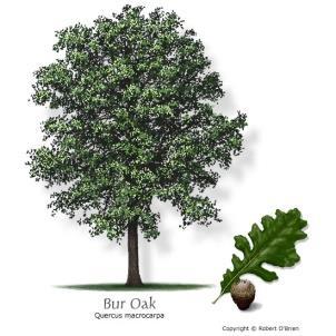 Lacey Oak Yellow/brown- Fall Smaller Oak ~40