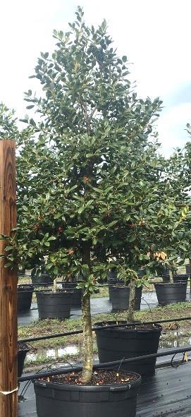 Great for night lighting. 12-15 tall & 6-10 wide 95G multi trunk A3 $650 200G multi trunk A14 $650 A2 Oakleaf More conical shape holly. Very pretty leaf shape.