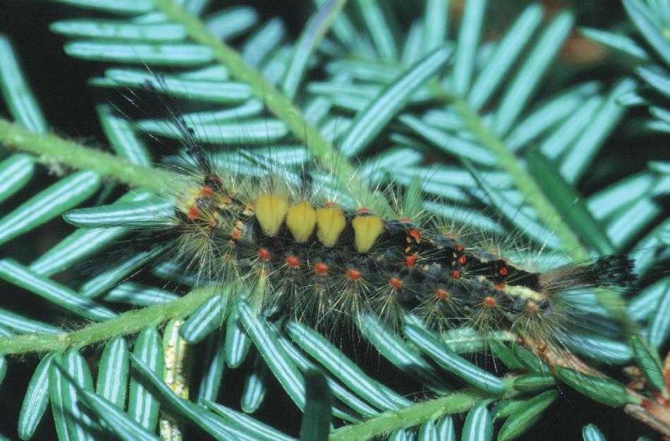 Family Erebidae UGA 1178071 Rusty Tussock Moth (Orgyia antiqua nova) DESCRIPTION Blackish body with compact tufts of long, dark hair on T1, A2, and A8, with brush-like, dorsal abdominal tufts, and