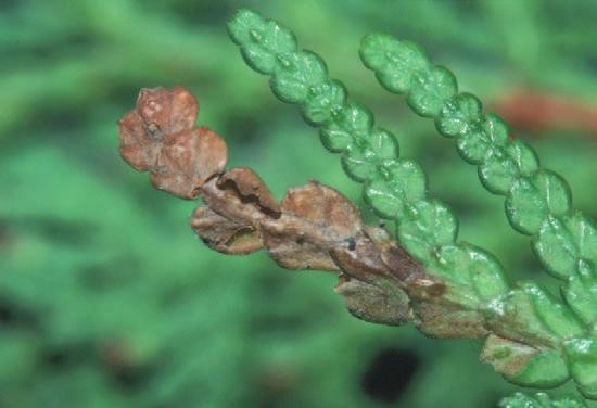 COMMENTS The caterpillar forms its pupa within its foliar mine, usually near the base. The green pupa is curved at the end of the abdomen.