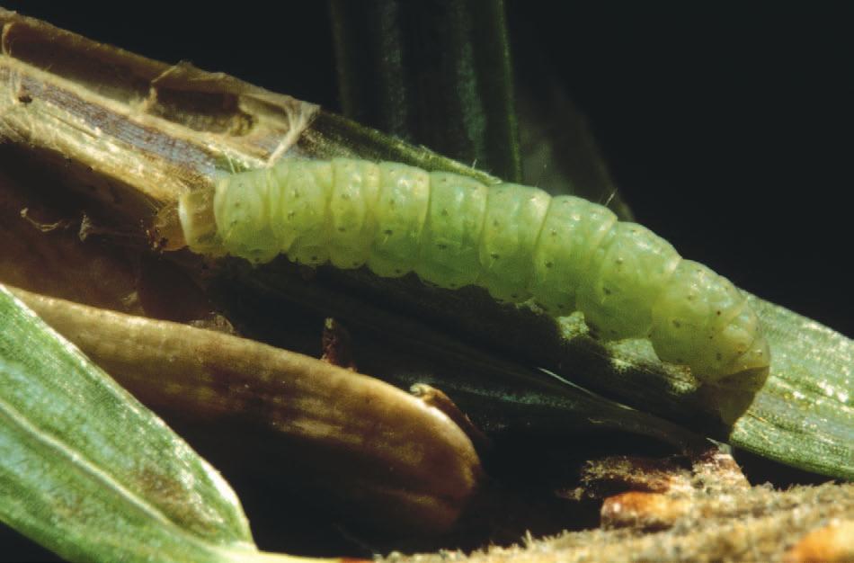 family Gelechiidae UGA 1178005 Green Hemlock Leafminer (Coleotechnites apicitripunctella) DESCRIPTION Yellowish green body with orange-brown head and prothoracic shield.