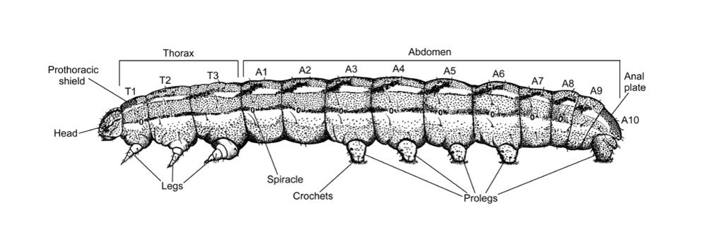 Morphology Figure 2. Side view of a caterpillar called a cutworm (Family Noctuidae). Figure 3. Front of a generalized head of a caterpillar. plate.