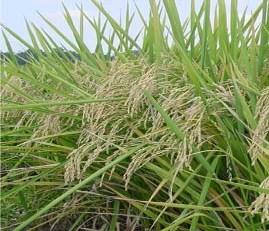Detailed Zonewise Agromet Advisories NORTH INDIA [Jammu & Kashmir, Himachal Pradesh, Uttarakhand, Punjab, Haryana, Delhi, Uttar Pradesh & Rajasthan] Rice Sugarcane Field preparation / sowing of rabi