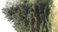 Black Hills Spruce Picea glauca densata Black Hills is denser and shapelier than White Spruce.