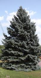 This Spruce makes excellent mini Christmas trees as it naturally keeps a pyramidal, dense shape. Its bark is black and it grows 1/2 as fast as W. Spruce. Blue Wonder Blue Spruce Picea pungens glauca var.