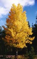 DECIDUOUS Black Gum Nyssa Sylvatica Quaking Aspen Populus tremuloides Quaking Aspen has a narrow, columnar shape with a smooth, pale greenish white bark on young trees which darkens to gray.