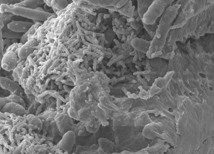 Core microbiota Specific lactic acid bacteria - Lactobacillus hilgardii: grain growth (dextran production) - L. casei/paracasei - L.