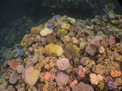Admiralty Anchor UnderSea Explorer-NW Osprey reef Latitude: 13.53.244S Longitude: 146.33.
