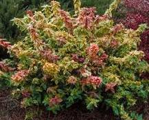 T H E V I L L A G E A T A V E R S B O R O RESIDENTIAL LANDSCAPE GUIDE: UTILITY BOX AREAS We have provided this list of shrubs for you to consider when concealing your utility boxes.