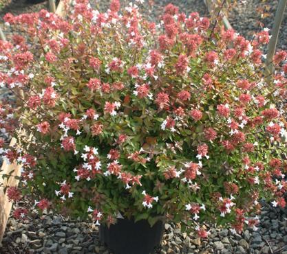 Prefers full sun. Evergreen. Compact, rounded shrub with glossy dark green leaves. White 3/4" fragrant flowers from summer to frost. Yellow and green variegation becoming red and orange in fall.