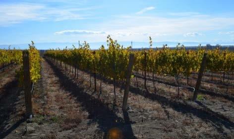 Native yeasts from WSU research vineyards Sampled 8 cultivars at Prosser &