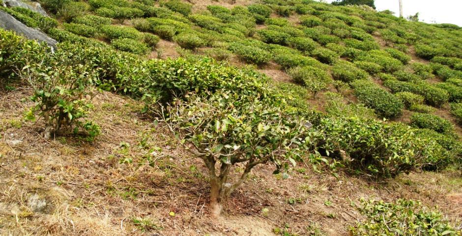 Slika 2. Nisko stablo biljke čajevca Camellia Assam (Masters) (http://articles.bannacha.com/index.php?