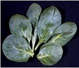 Spinach Quality Parameters Manual harvest of bunched Spinach; vacuum cooled Note: no longer use