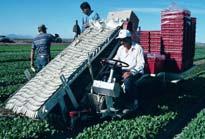 ºC (ºF) Cantwell, UC Davis Quality categories (leaf damage) for commercial packaged spinach